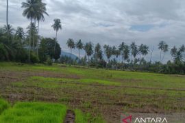 Irigasi Paya Sordang Jebol, ratusan hektare sawah di lumbung pangan Tapsel terancam kekeringan