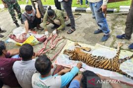Enam terdakwa pembunuh Harimau Sumatra di Rohul dituntut 7 tahun penjara