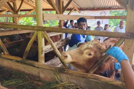 Penyebaran PMK di Garut terkendali dan kebanyakan ternak berangsur sembuh