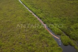 Organisasi lingkungan harapkan revisi UU Kehutanan yang holistik