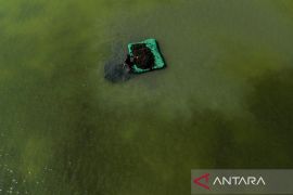 KKP fokuskan rumput laut sebagai komoditas unggulan