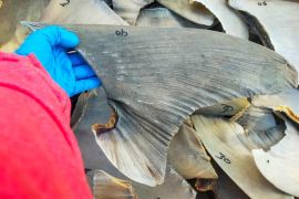 BKHIT Kepri sertifikasi sirip hiu yang dikirim ke Surabaya