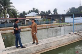 BBI Pariaman pasarkan 503 kilogram calon indukan lele pada 2024