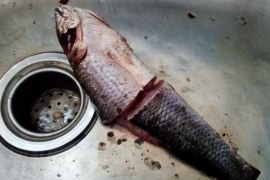 Harga ikan segar dan sayuran terus merangkak naik