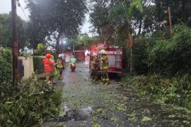 Hujan Deras di Kota Bandung: Banjir dan Pohon Tumbang di sejumlah titik, berikut daerahnya!