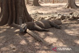 Balai TNK sebut populasi satwa Komodo relatif stabil