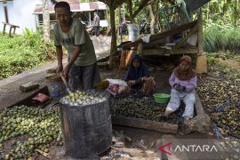 Produksi buah kolang kaling selama Ramadhan