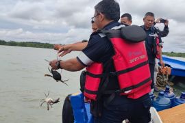 PT Timah lepasliarkan ratusan kepiting di Perairan Kundur