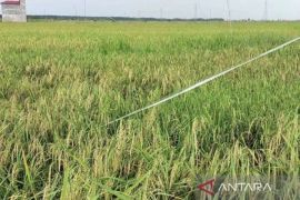 Luas panen pangan Kota Waringin Timur hingga 11.304 hektare