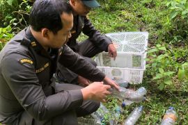 BKSDA Maluku lepasliarkan 15 ekor satwa biawak kuning ke habitat asli