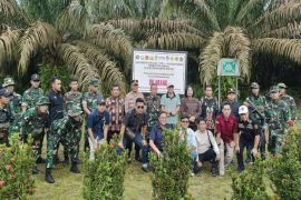 Peran TNI dan Satgas PKH atasi kebun sawit ilegal