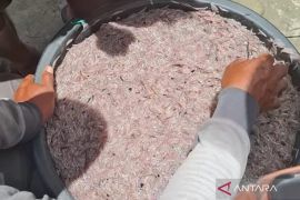 Ikan mungkus si kecil gurih dari Mukomuko yang kini berharga fantastis