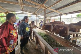 Pemprov Papua: Ketersediaan daging sapi aman selama Ramadhan