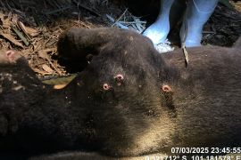 Beruang madu di Bukit Rimbang Baling ditemukan terjerat