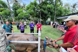 Pemkab Jembrana gelar layanan kesehatan ternak cegah penyakit