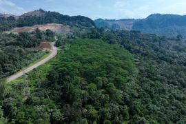 Pendapatan Agincourt melonjak 64 persen