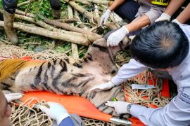 Harimau masuk kandang jebak di Agam berkelamin betina