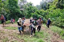 Sumbar evakuasi harimau yang masuk kandang jebak