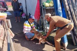 Pemkab Buleleng gencarkan vaksinasi cegah rabies