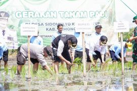 Pemkab Lamongan tanam padi musim kedua guna dukung swasembada pangan nasional