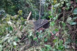 Harimau mangsa ternak warga Agam masuk kandang jebak BKSDA Sumbar