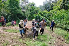 BKSDA Sumbar evakuasi harimau masuk kandang jebak di Agam ke TMSBK (Video)