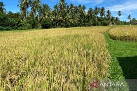 Bengkulu siapkan lahan 2.000 hektare untuk program cetak sawah baru