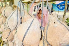 Produksi kelapa dalam di Aceh Barat capai 1.293 ton/tahun