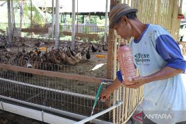 EM4 dukung kesuksesan peternakan bebek petelur di Takmung-Klungkung