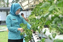 Pj Ketua TP PKK Banyuasin panen perdana kebun sayur hidroponik
