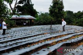 Elang 3 Hambalang NKRI Tapsel kembangkan tanaman kentang di Sipirok
