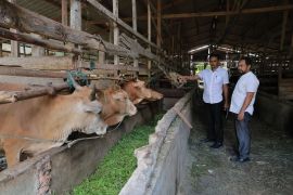 Distan ajak peternak Aceh Besar gunakan metode modern tingkatkan produksi