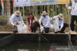 Pemkab Bangka Tengah bantu Pokdakan 7.000 bibit ikan