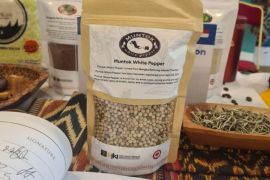 Babel kemarin, Hilirisasi olahan lada putih hingga bangun rumah layak huni