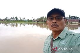 Banjir landa Angkola Muaratais Tapsel, puluhan hektare sawah tergenang