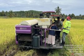 Kabupaten Penajam  kembangkan benih padi Impari 43 bersama poktan