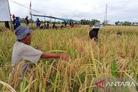 "Katto Bokko" upacara adat panen yang masih dipertahankan di Maros