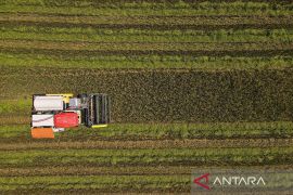 Bapanas: Proyeksi produksi beras Maret capai 5,48 juta ton