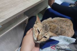 Pemkot Bengkulu imbau hewan peliharaan terima suntik rabies