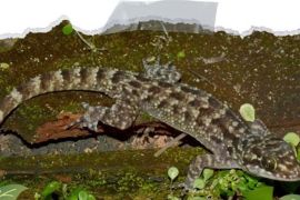 Jangan salah! Ini spesies baru Cecak Pecel Madiun yang dianggap mirip makanan