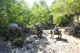 Kodim 1510 tanam 1.000 bibit mangrove di Kepulauan Sula