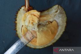 Babel kemarin, Surat suara untuk PSU hingga Durian klamunod tercatat sebagai sumber daya genetik