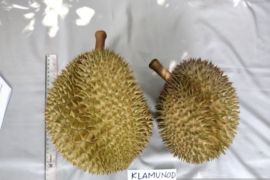 Babel menyiapkan Festival Durian Bangka Belitung guna tarik wisatawan
