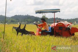 BPS: Kabupaten Kukar  terbanyak produksi padi untuk Kaltim