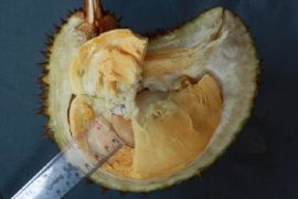 Durian tembaga Bangka Barat tercatat sebagai SDG