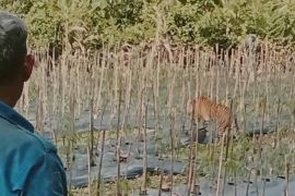 Harimau sumatra dilaporkan berkeliaran di ladang warga