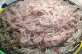 Dari nelayan hingga warga, semua turun ke Muara Mukomuko demi ikan mungkus!