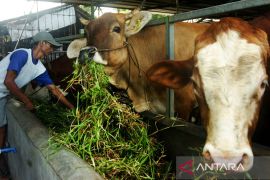 Guru Besar UGM sebut budi daya alfalfa bisa tekan impor pakan ternak