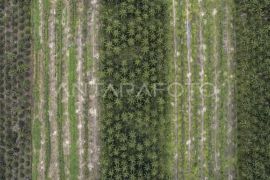 Pakar IPB sebut pentingnya penguatan sistem perizinan lahan perkebunan