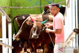 Karantina Gorontalo pastikan kesehatan hewan terjaga saat pengiriman